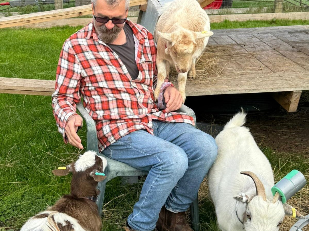 Little Goats At Brockenhurst-Brockenhurst必去景点