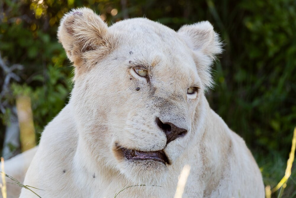 Pumba Private Game Reserve Day Safari-格拉罕镇必去景点
