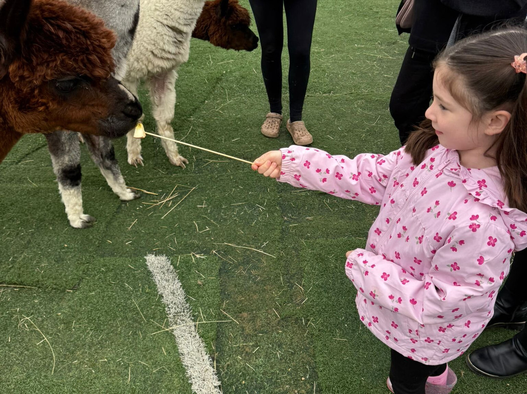Baddow Hill Alpacas-切姆斯福德必去景点