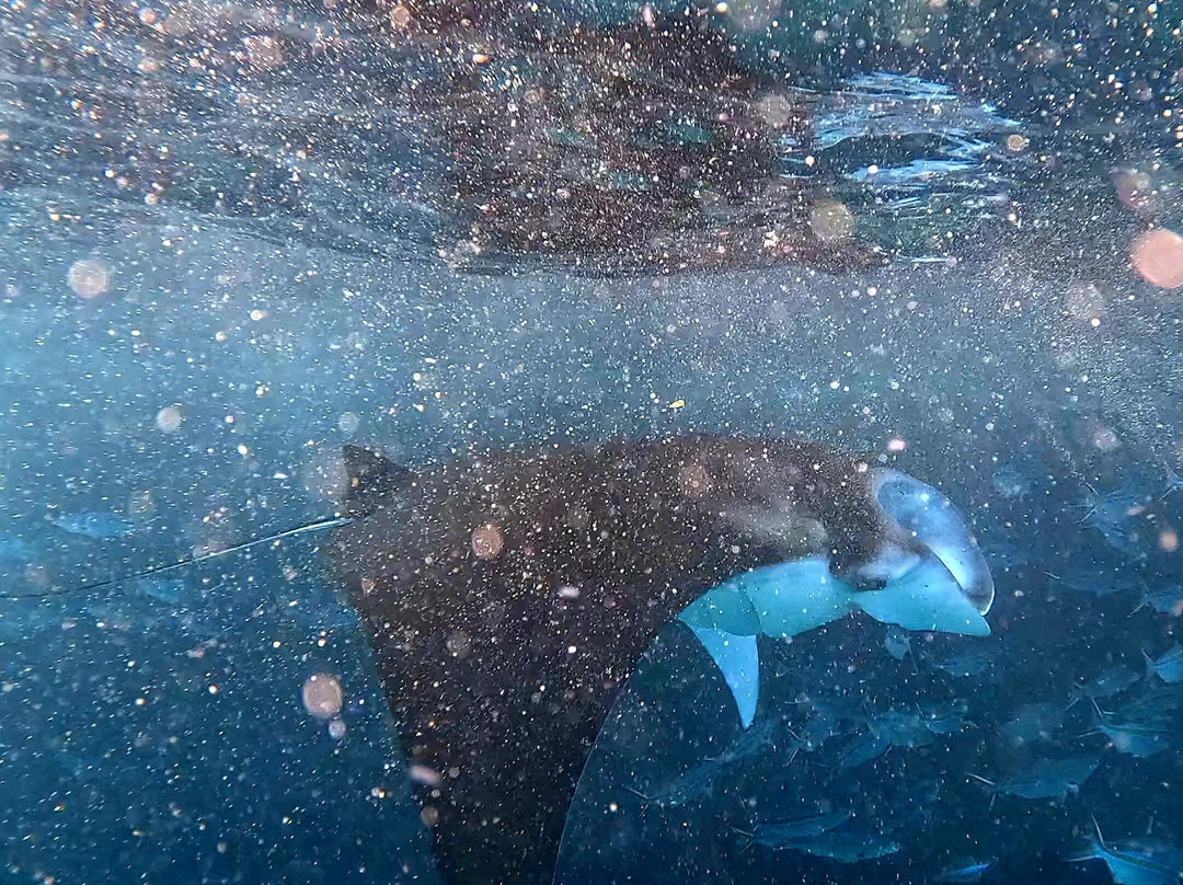 Blue Lagoon Activities Ceningan-努沙切宁安岛必去景点