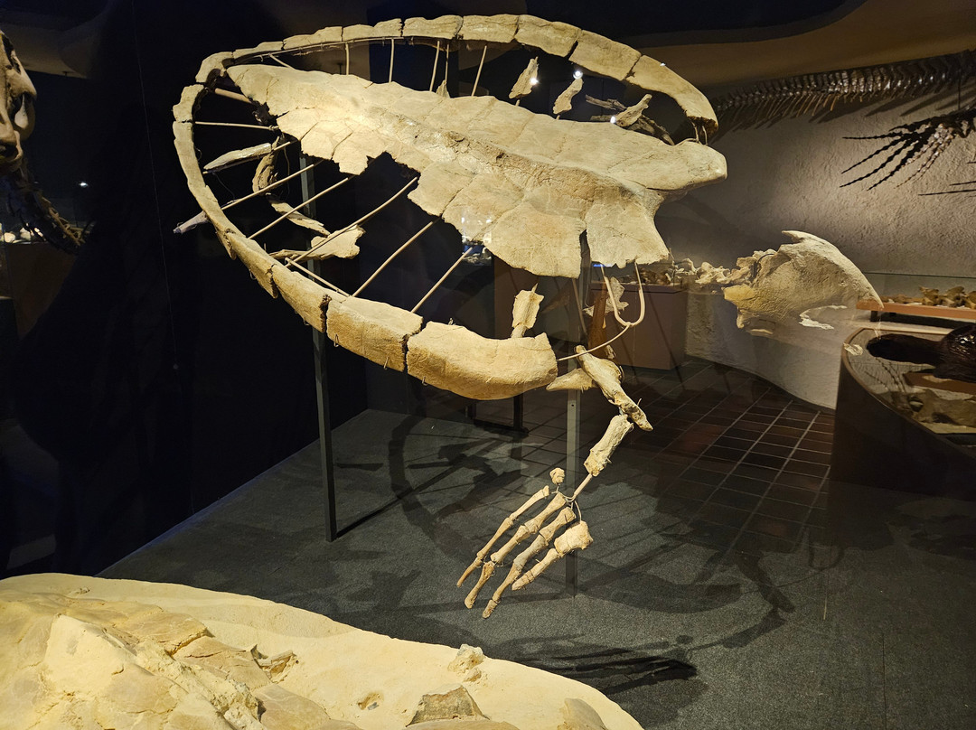 Natural History Museum of Maastricht-马斯特里赫特必去景点