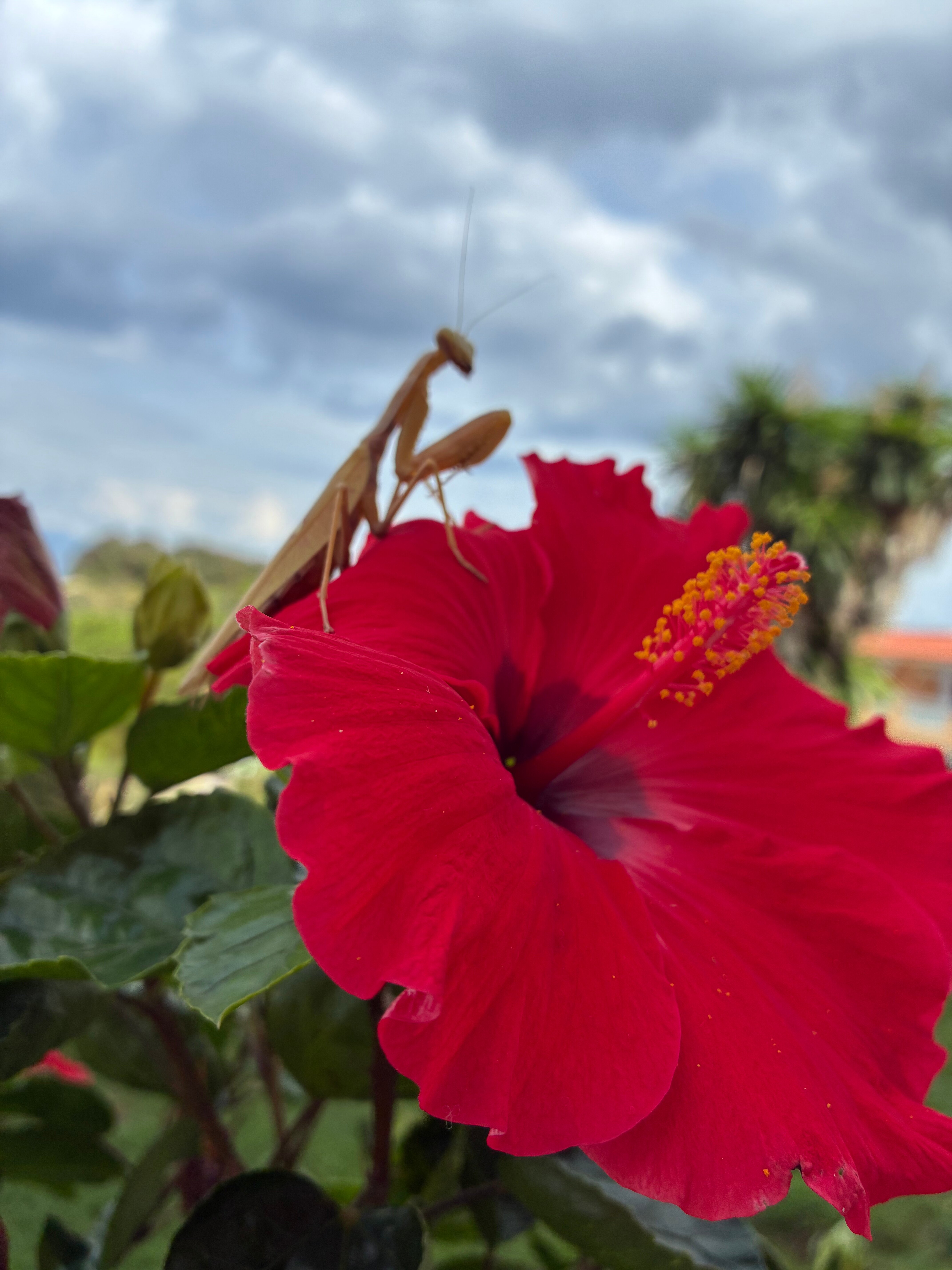 Ibiscus Hotel Corfu-浴室