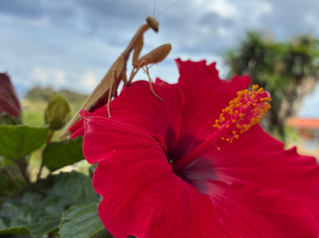 Ibiscus Hotel Corfu主图