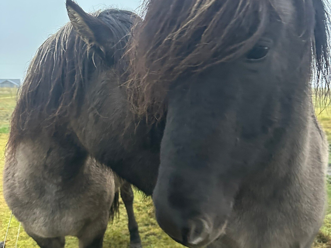 Mr. Iceland-莫斯费德斯拜尔必去景点