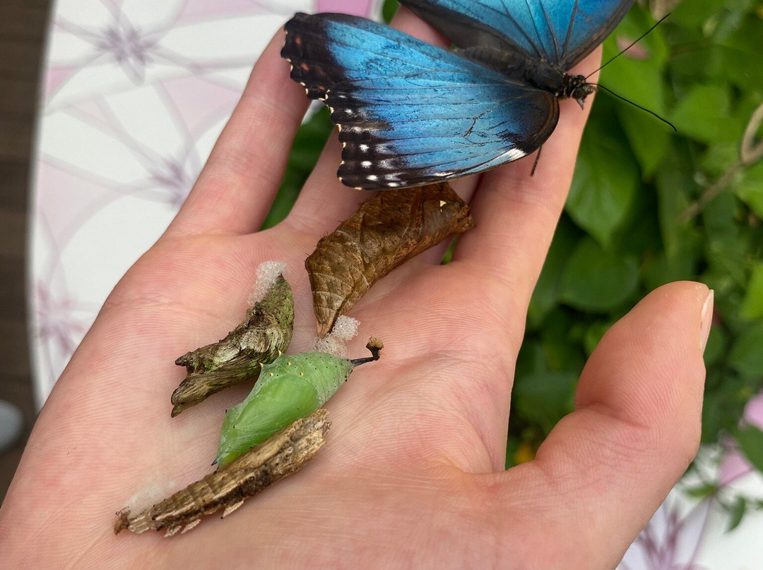 Al Noor Island-沙迦必去景点