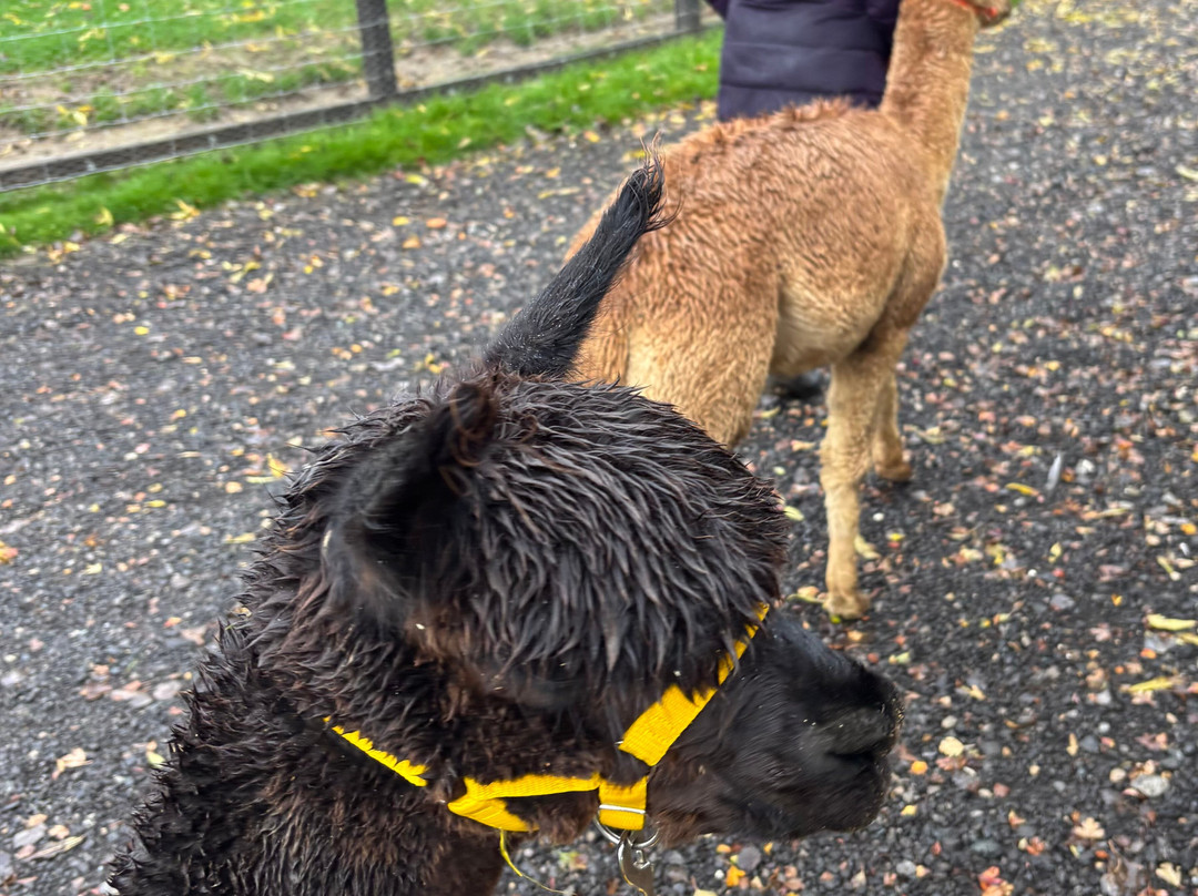 Butterwick Alpaca Retreat and Trekking-马尔顿必去景点