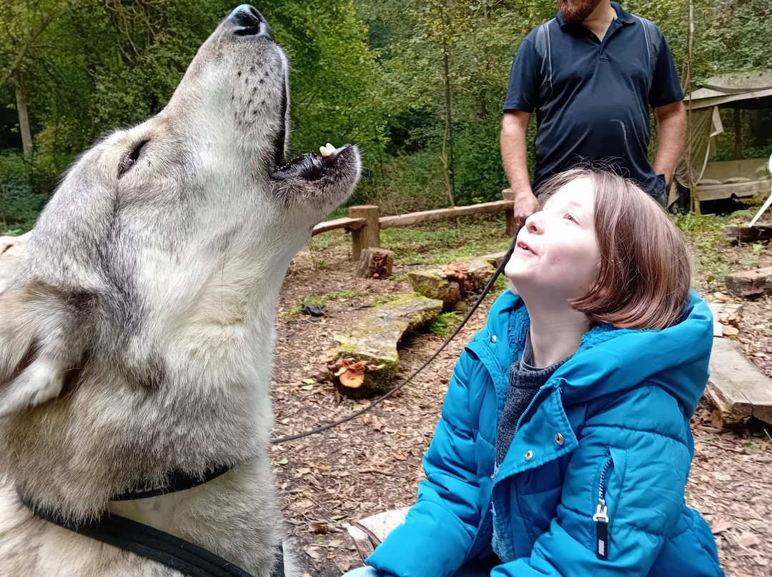 Watermill Wolves Wolf-dog Actors-Bexhill-on-Sea必去景点
