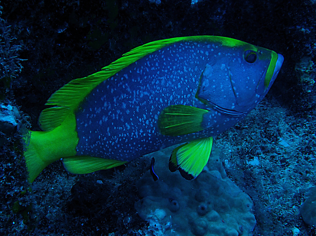 Bigorno Diving Center Mauritius-卓欧毕雪必去景点