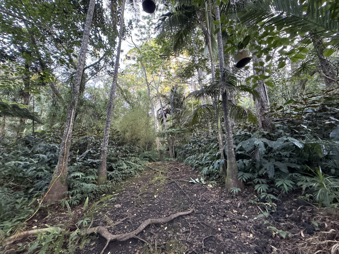Kona Cloud Forest Sanctuary-凯鲁瓦-柯纳必去景点