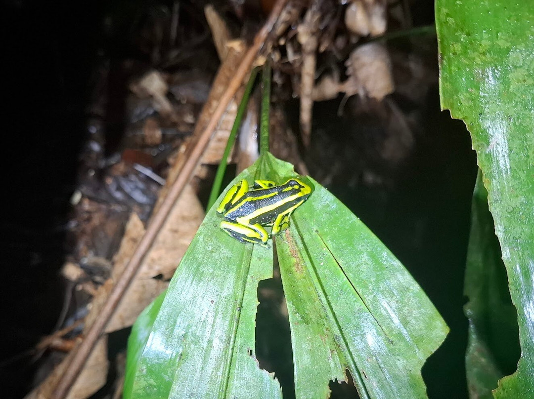 Amazon Maguta Jungle Lodge-莱蒂西亚必去景点