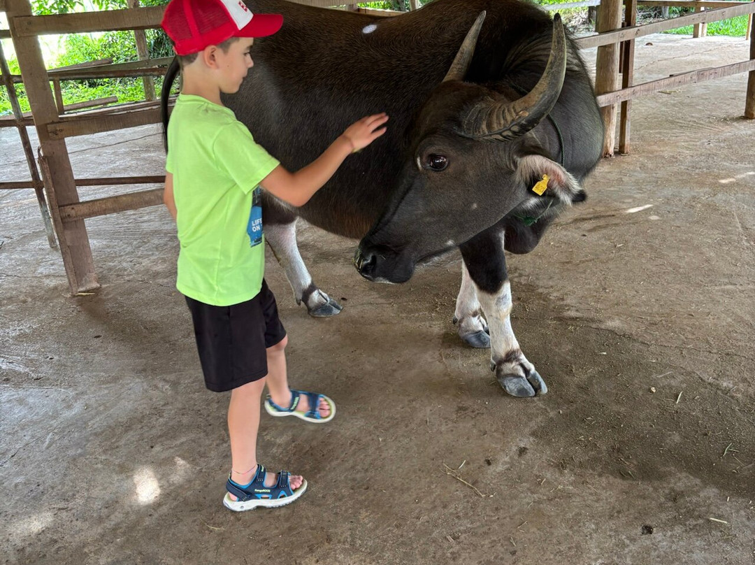 Laos Buffalo Dairy-琅勃拉邦必去景点