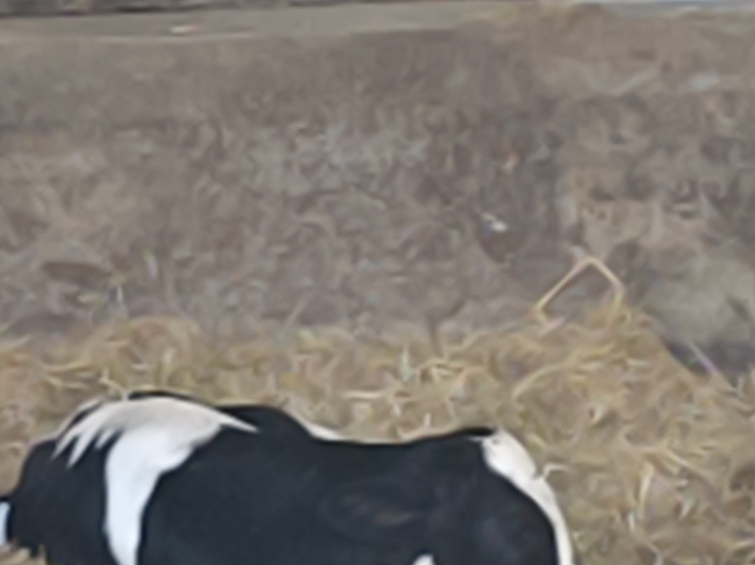 La Fageda Fundació-Santa Pau必去景点