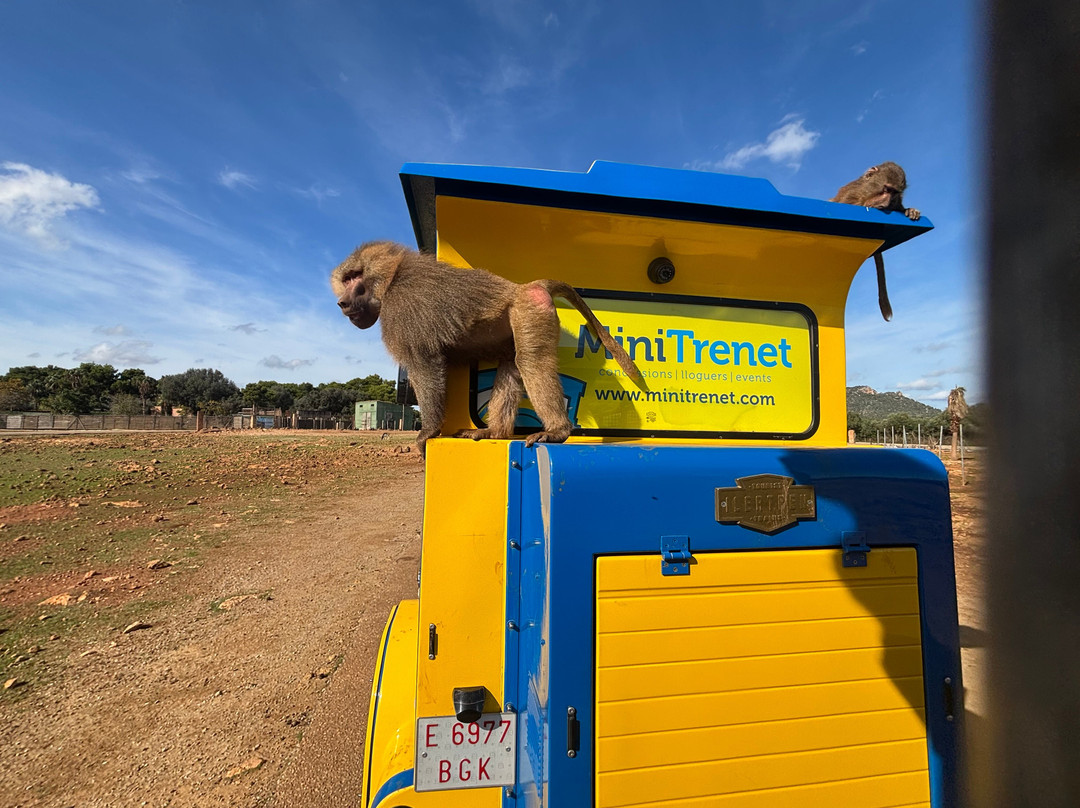 Safari Zoo Mallorca-萨可马必去景点