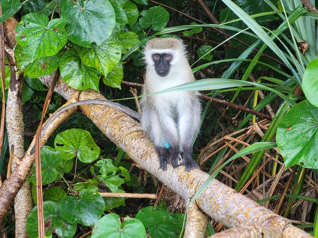 Afro Divers-奔巴岛必去景点