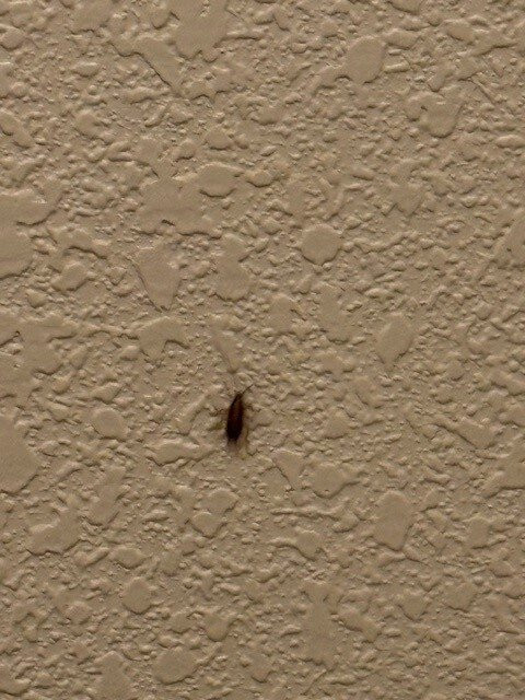 Super 8 by Wyndham Deerfield/Northbrook主图