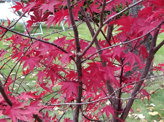 Naturpark Hotel Stefaner主图