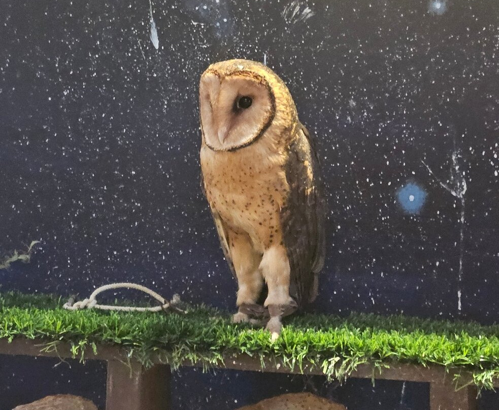 Raptor Refuge-Kettering必去景点