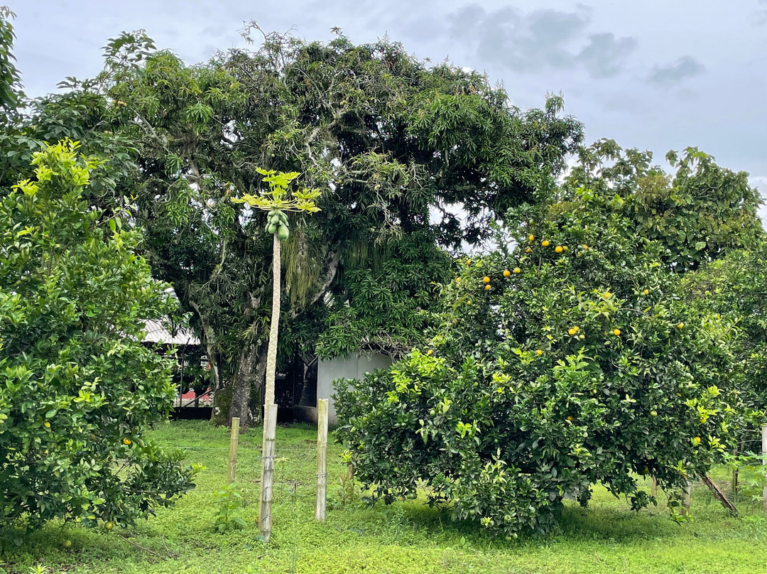 Café La Morelia-El Caimo必去景点