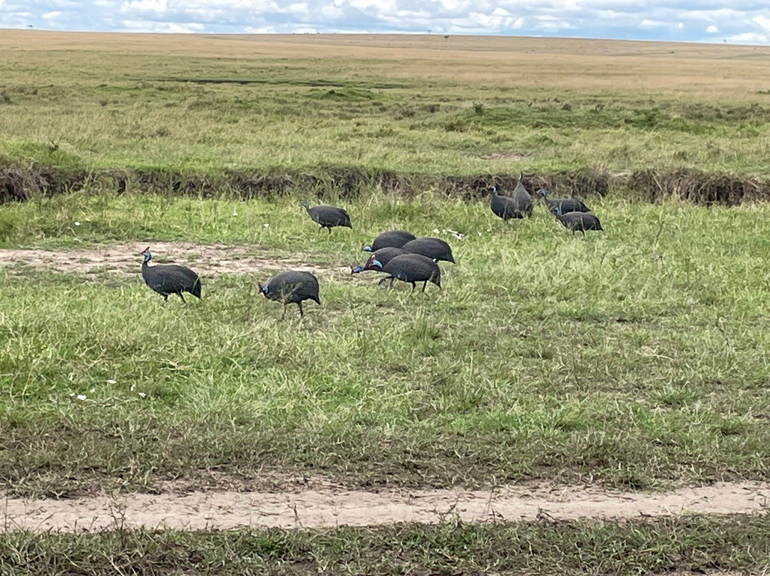 Sunworld Safaris-内罗毕必去景点