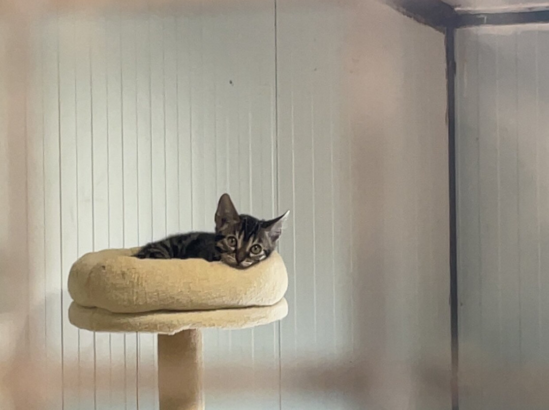 Les Animaux De Fairytale-Cap-d'Agde必去景点