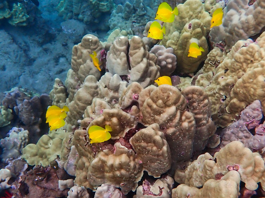 Tropical Guides & Outfitters-毛伊岛必去景点