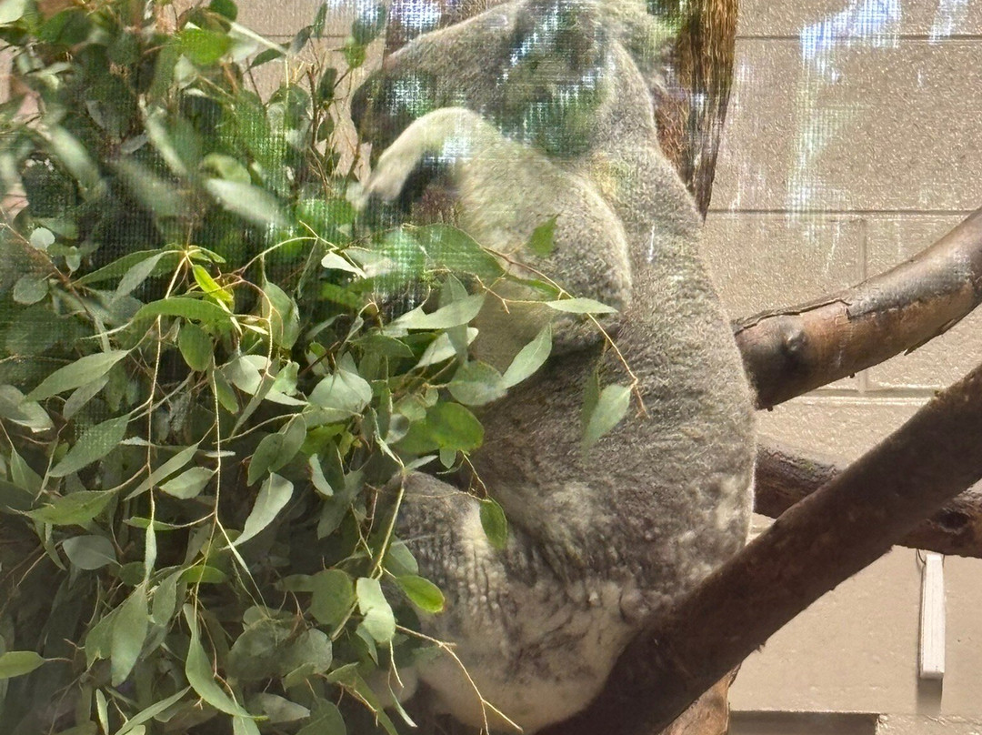 Palm Beach Zoo & Conservation Society-西棕榈滩必去景点