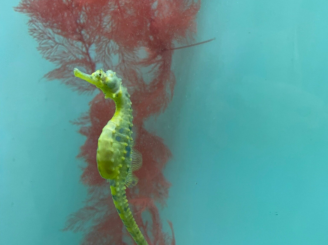 Seahorse World-Beauty Point必去景点