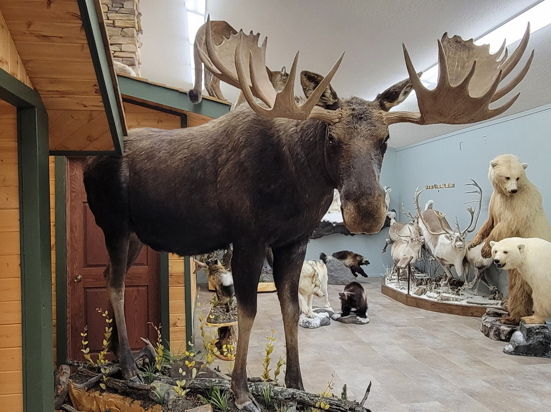 Nature's North Wildlife Gallery-黄刀镇必去景点