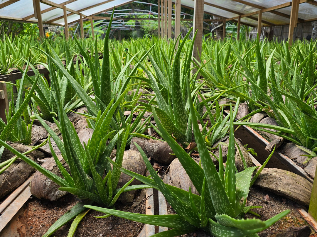 Praslin Museum-普拉兰岛必去景点