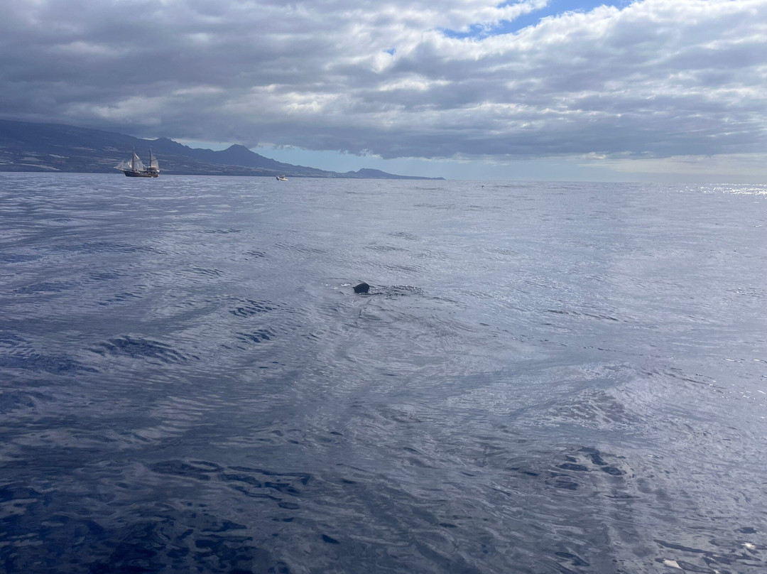 Whale Wise Eco Tours-阿坎提拉德洛斯基必去景点