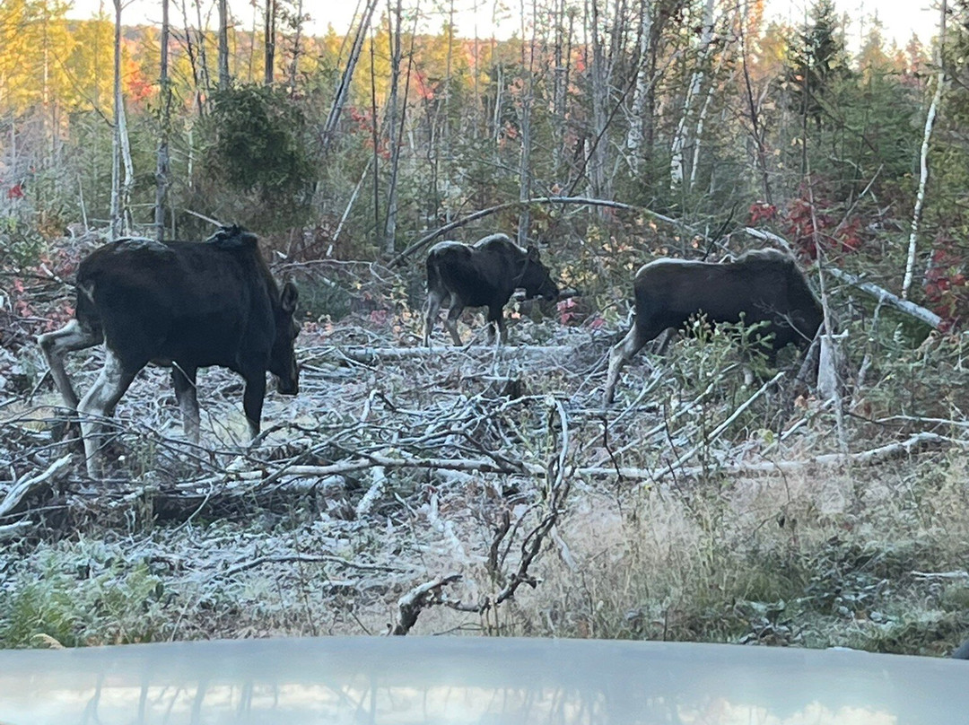 Young's Guide Service-Greenville必去景点