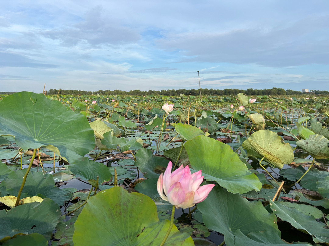 Lotus Farm Siem Reap-暹粒必去景点