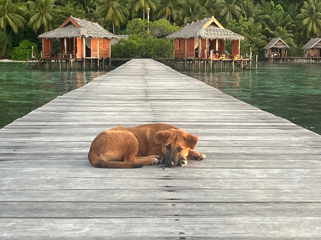 Nyande Raja Ampat主图