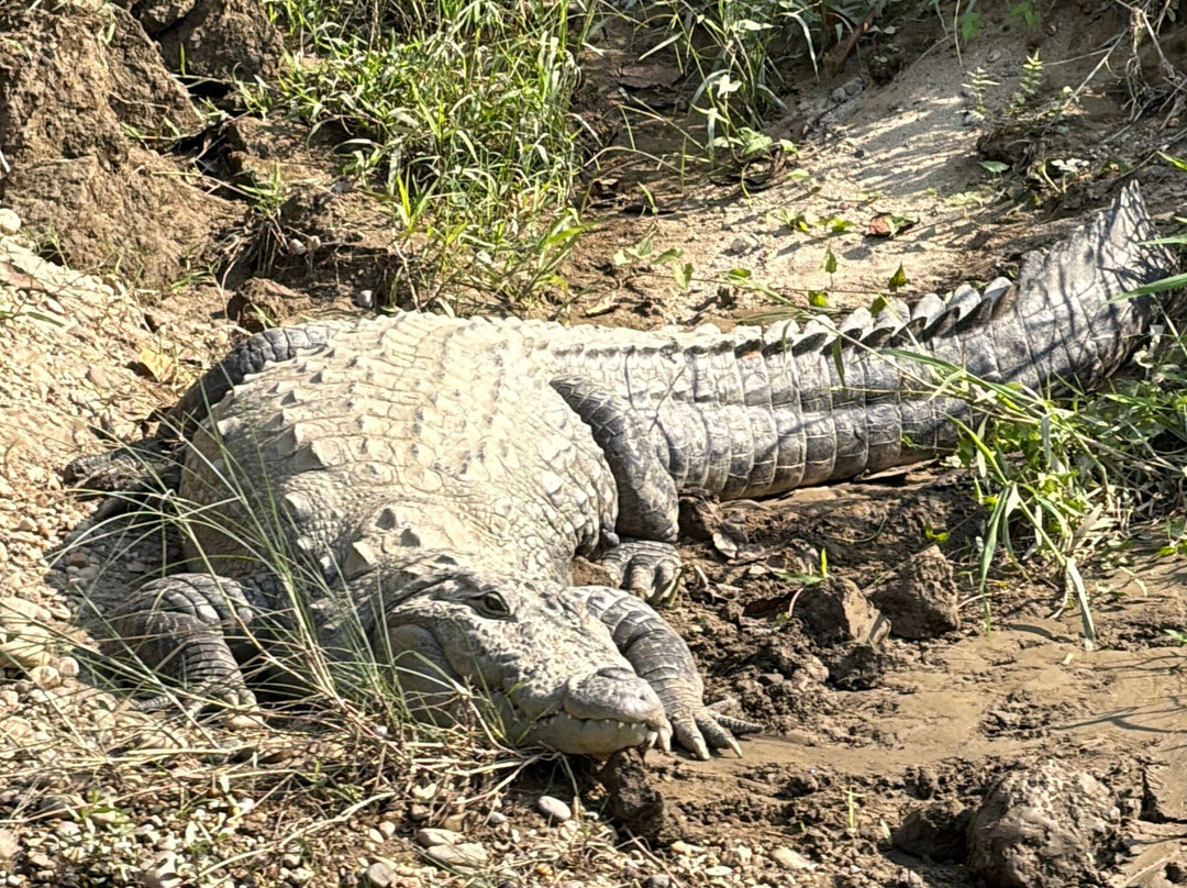 Chitwan Jungle Safari-奇旺国家公国必去景点
