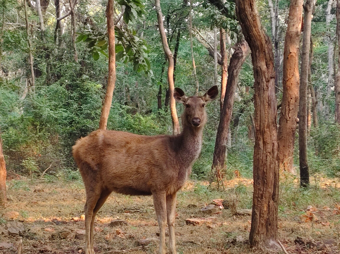 Debrigarh Wildlife Sanctuary-Sambalpur必去景点