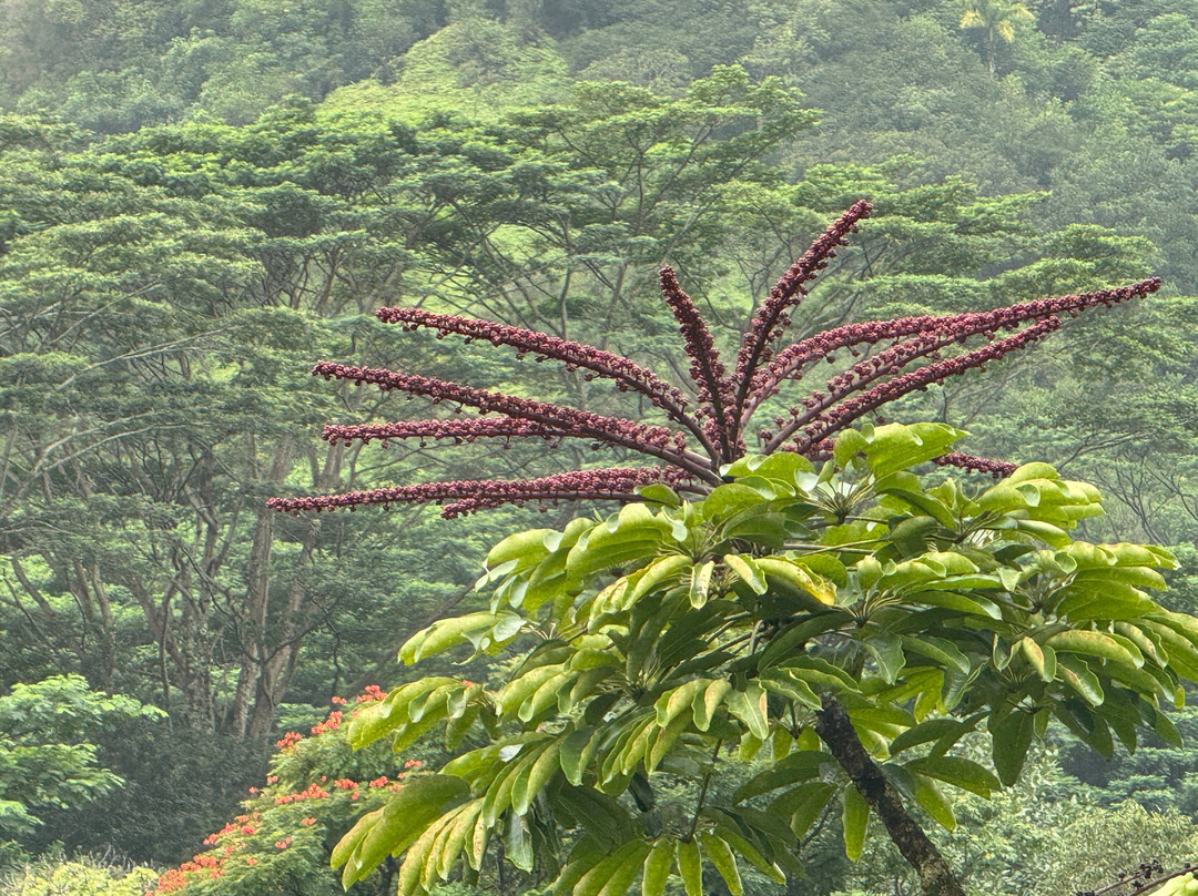 火玛卢霞植物园-卡内奥赫必去景点