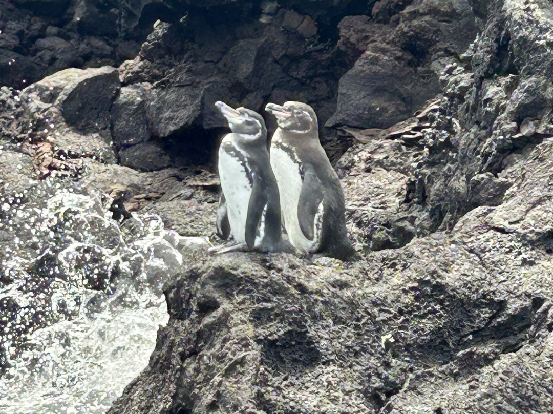 Scuba Iguana-阿约拉港必去景点