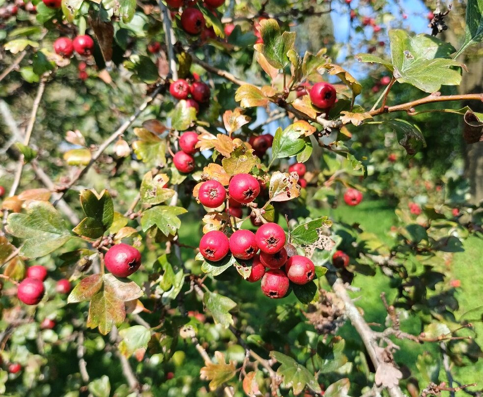 Laghetto di Giussano-Giussano必去景点
