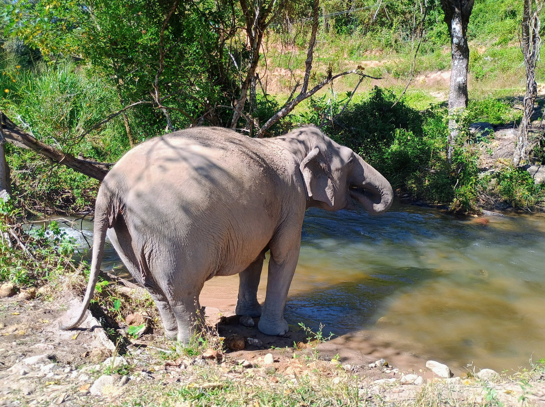 Living Green Elephant Sanctuary-清迈必去景点