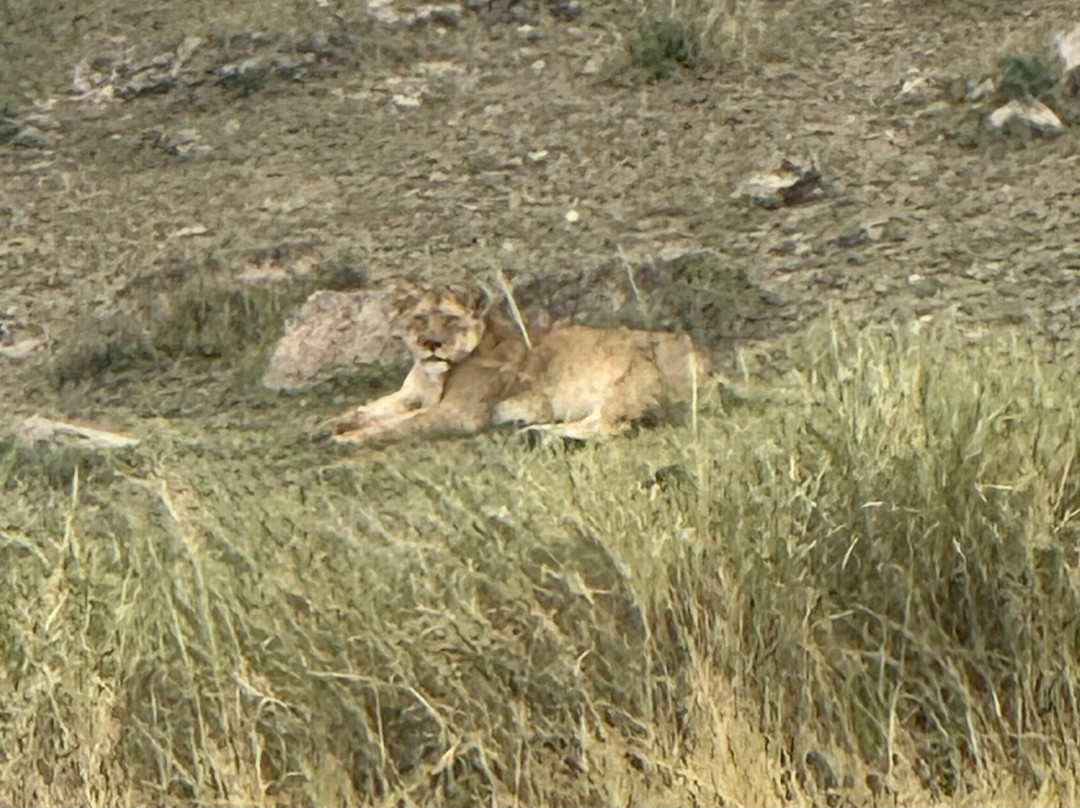 Julius Solomon Safari Guide-Ngorongoro必去景点