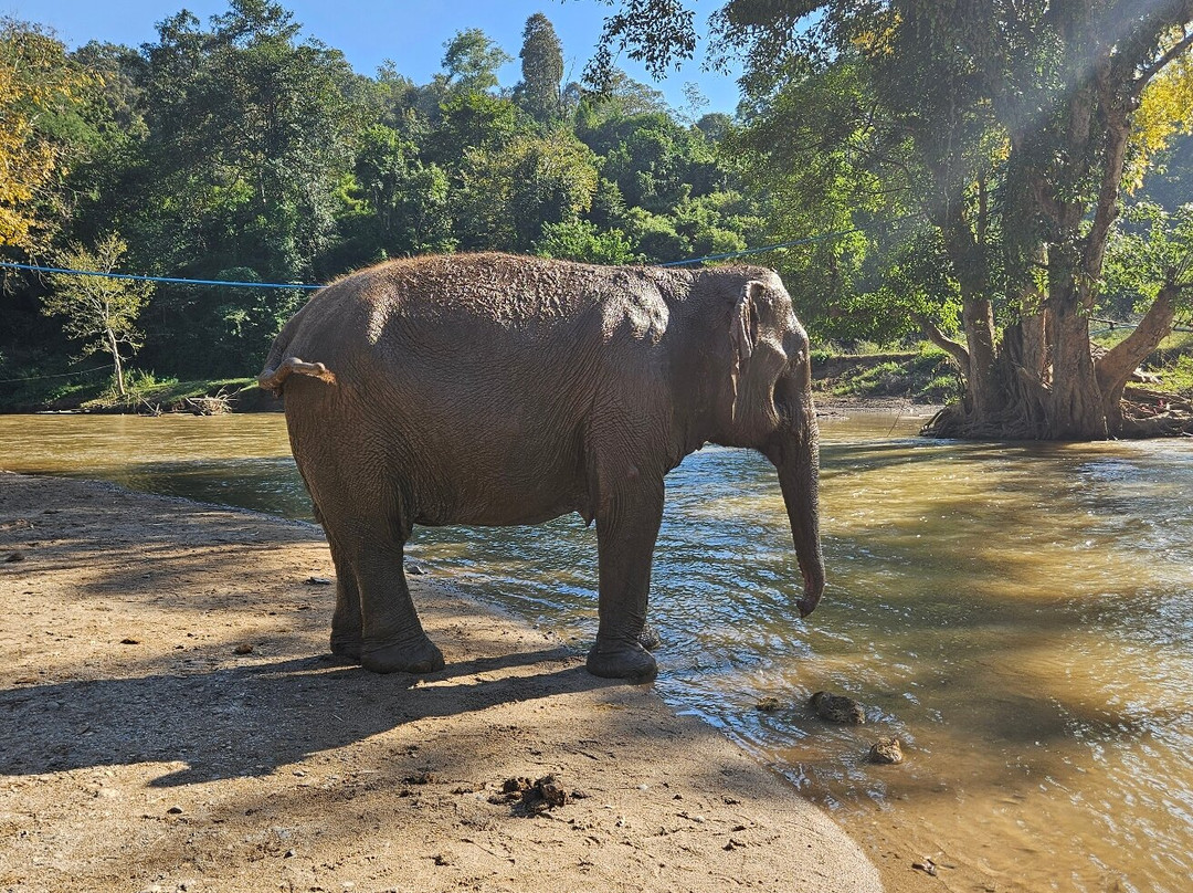 New Elephant Home-Kuet Chang必去景点