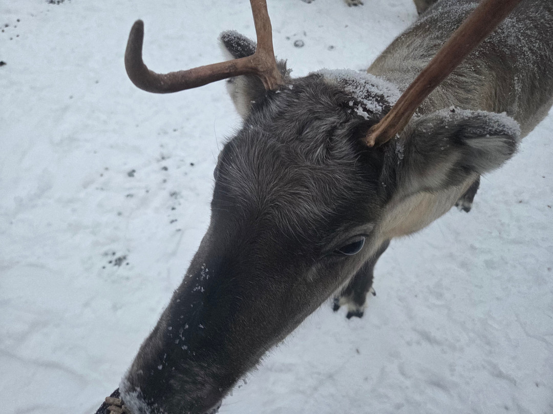 Inari Reindeer Farm-伊纳里必去景点