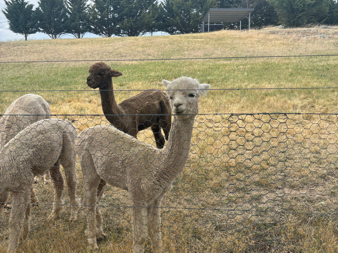 Blackwattle Alpaca Farm-穆任百特曼必去景点