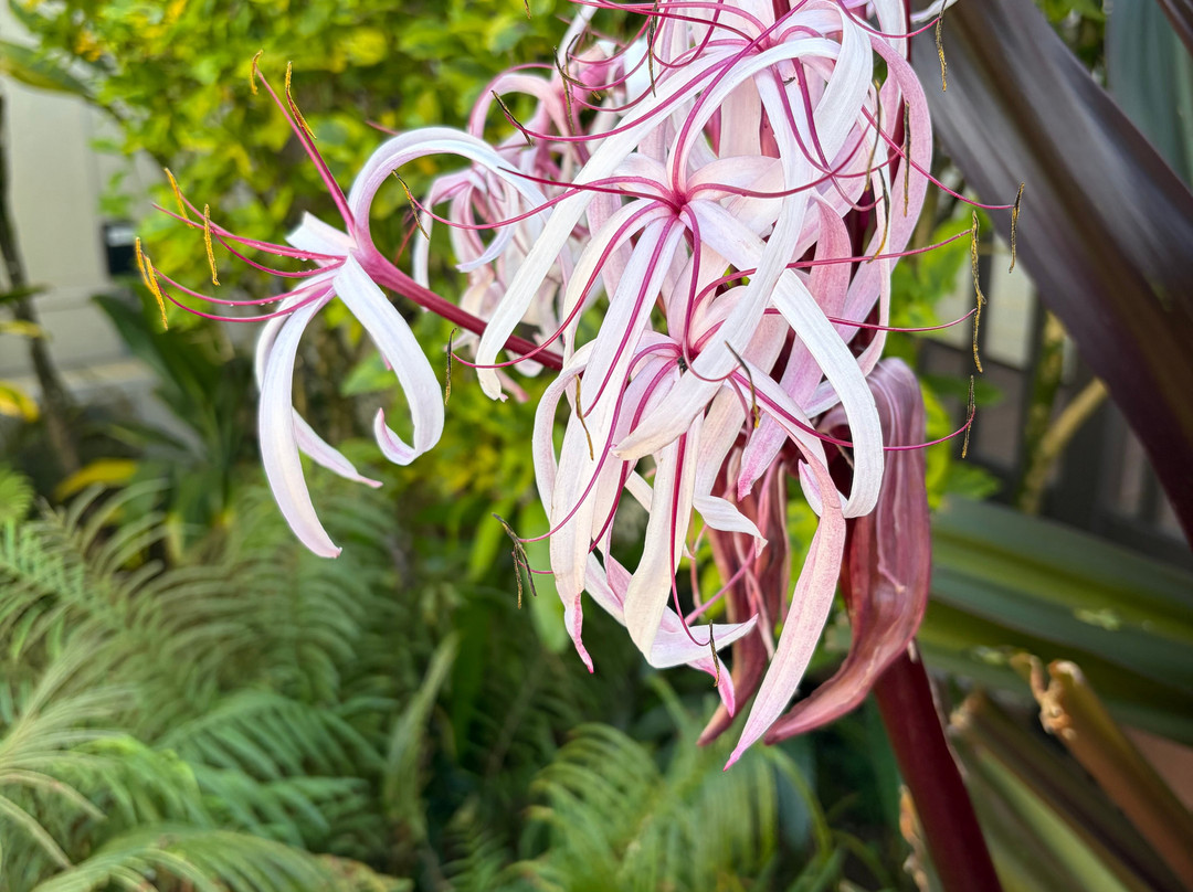 Kauai Plantation Railway-利胡埃必去景点