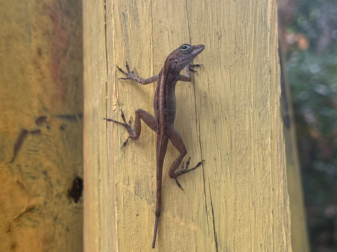 Donny's Watersports-Pointe Michel必去景点