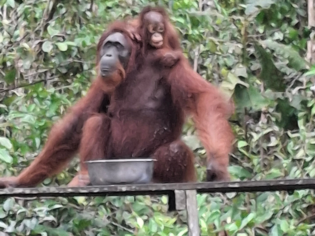 Local Guides - Tanjung Puting-Pangkalan Bun必去景点