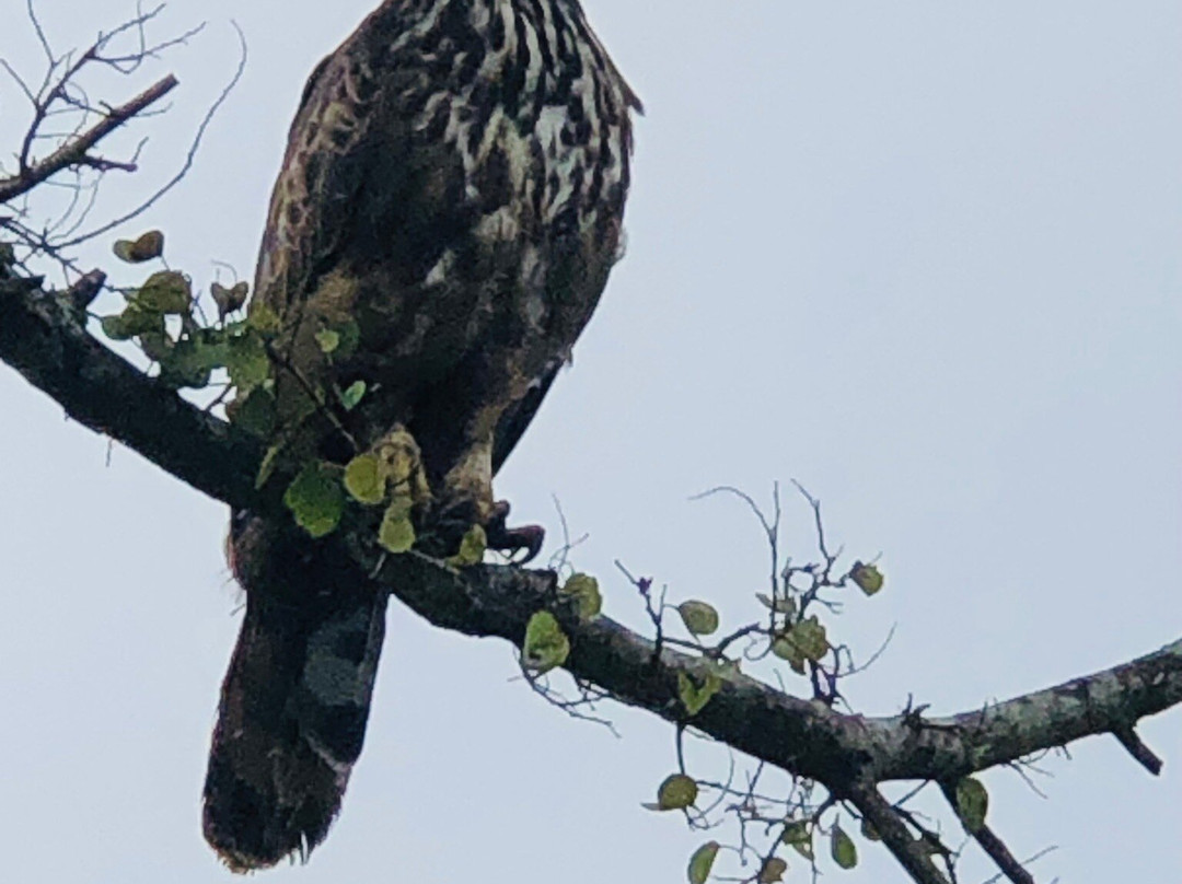 Bundala National Park-Hambantota必去景点