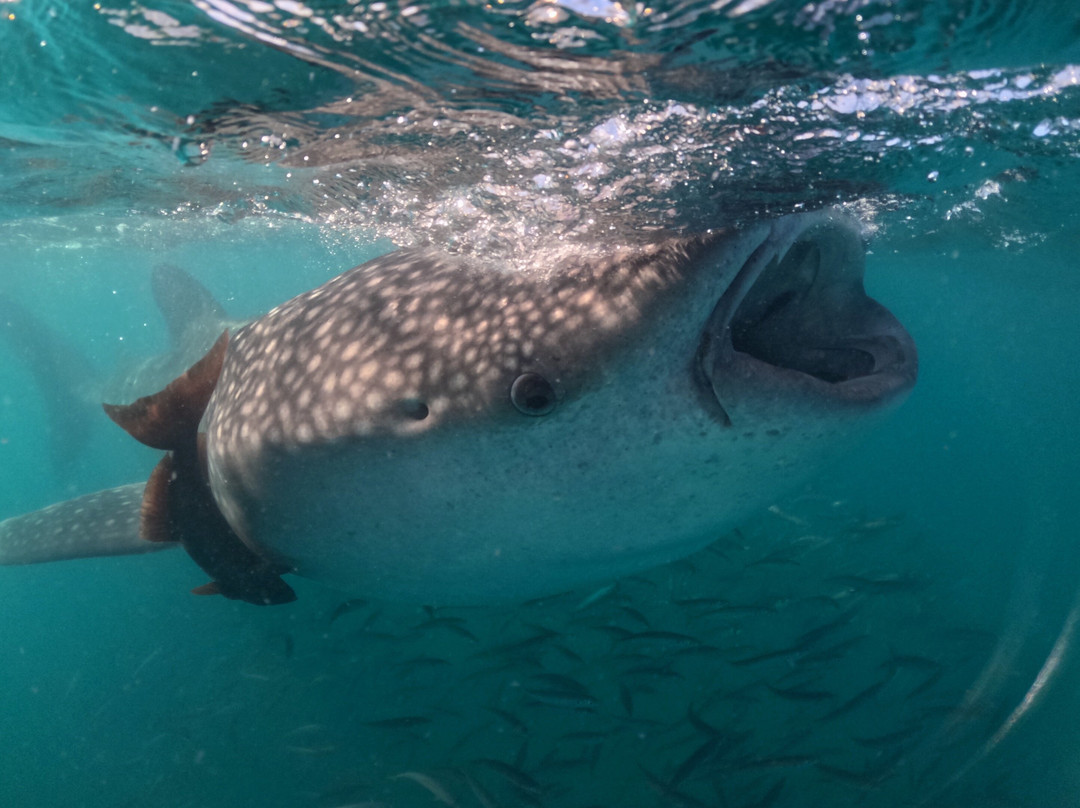 A day in baja-拉巴斯必去景点