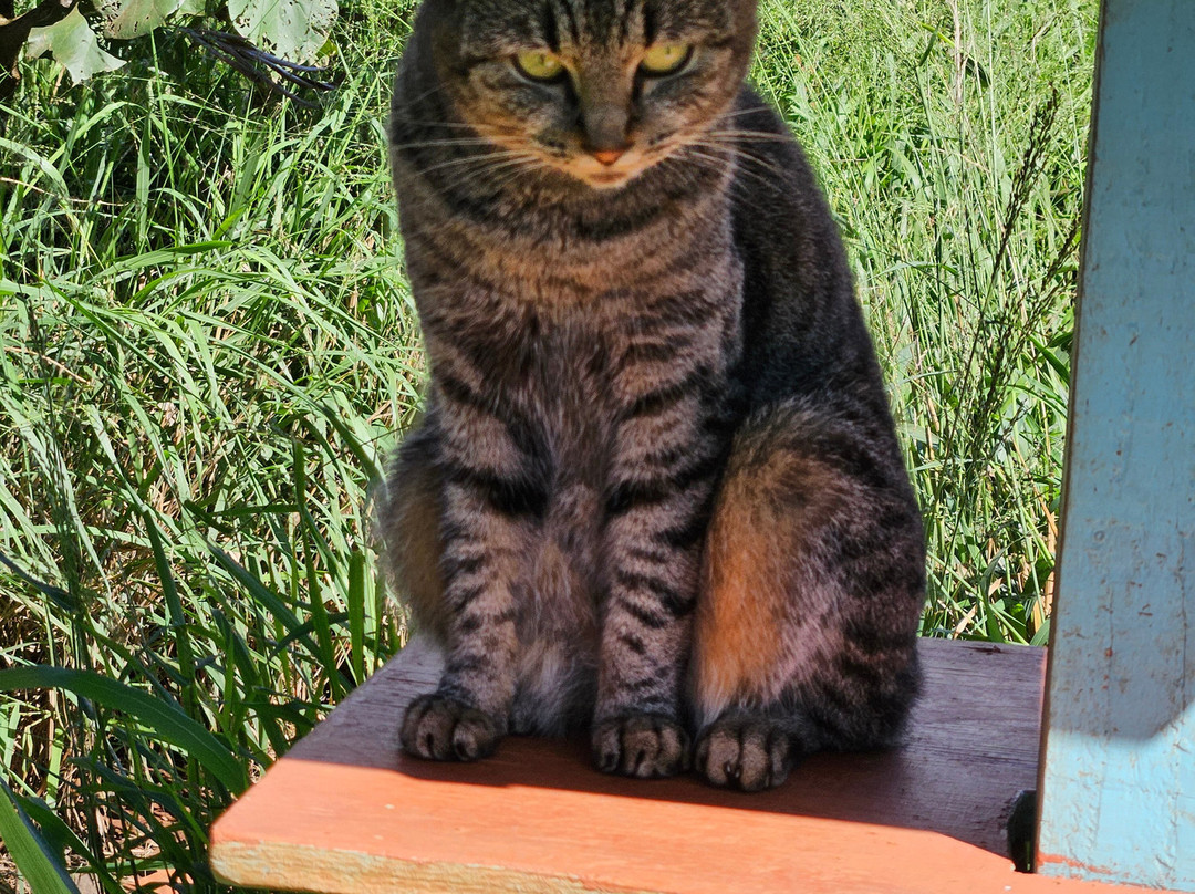 拉奈动物救援中心-拉奈市必去景点