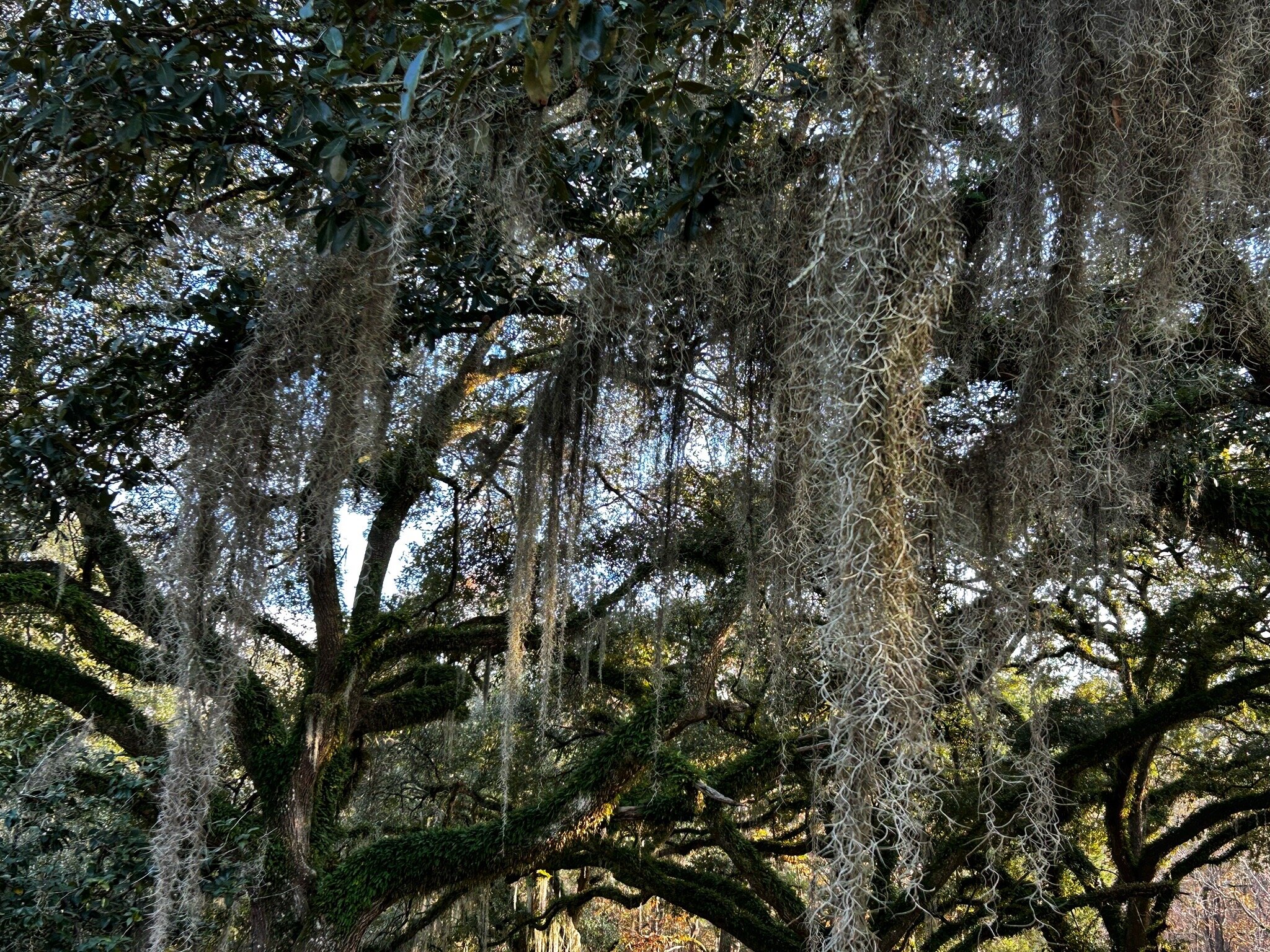 Greenwood Plantation-官方